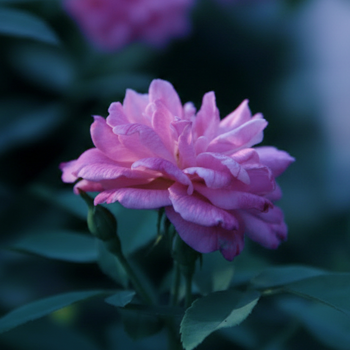 自分の肌と向き合う夜に植物たちが紡ぐ甘美な香り #ブルーローズ