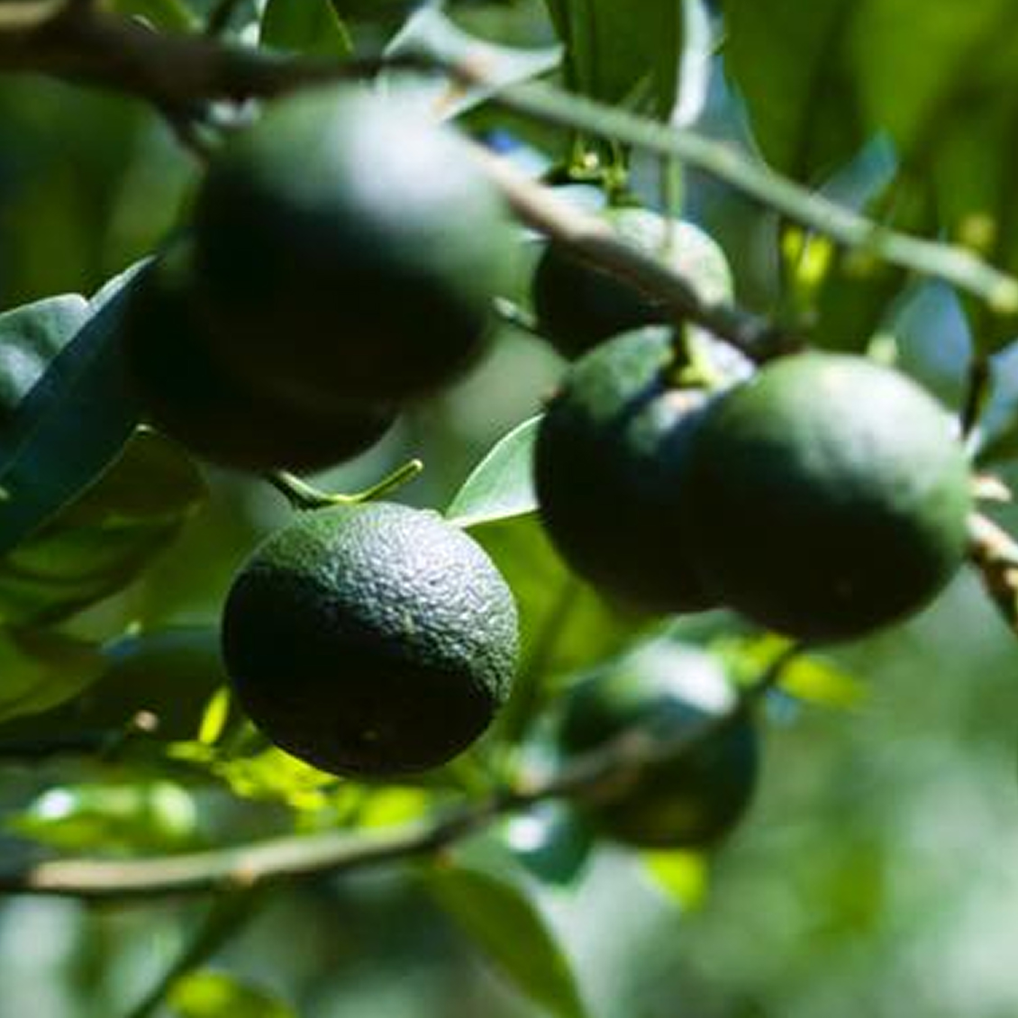 自分の肌と向き合う夜に植物たちが紡ぐ甘美な香り #ブルーローズ