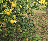 土壌にミネラルを施した農園