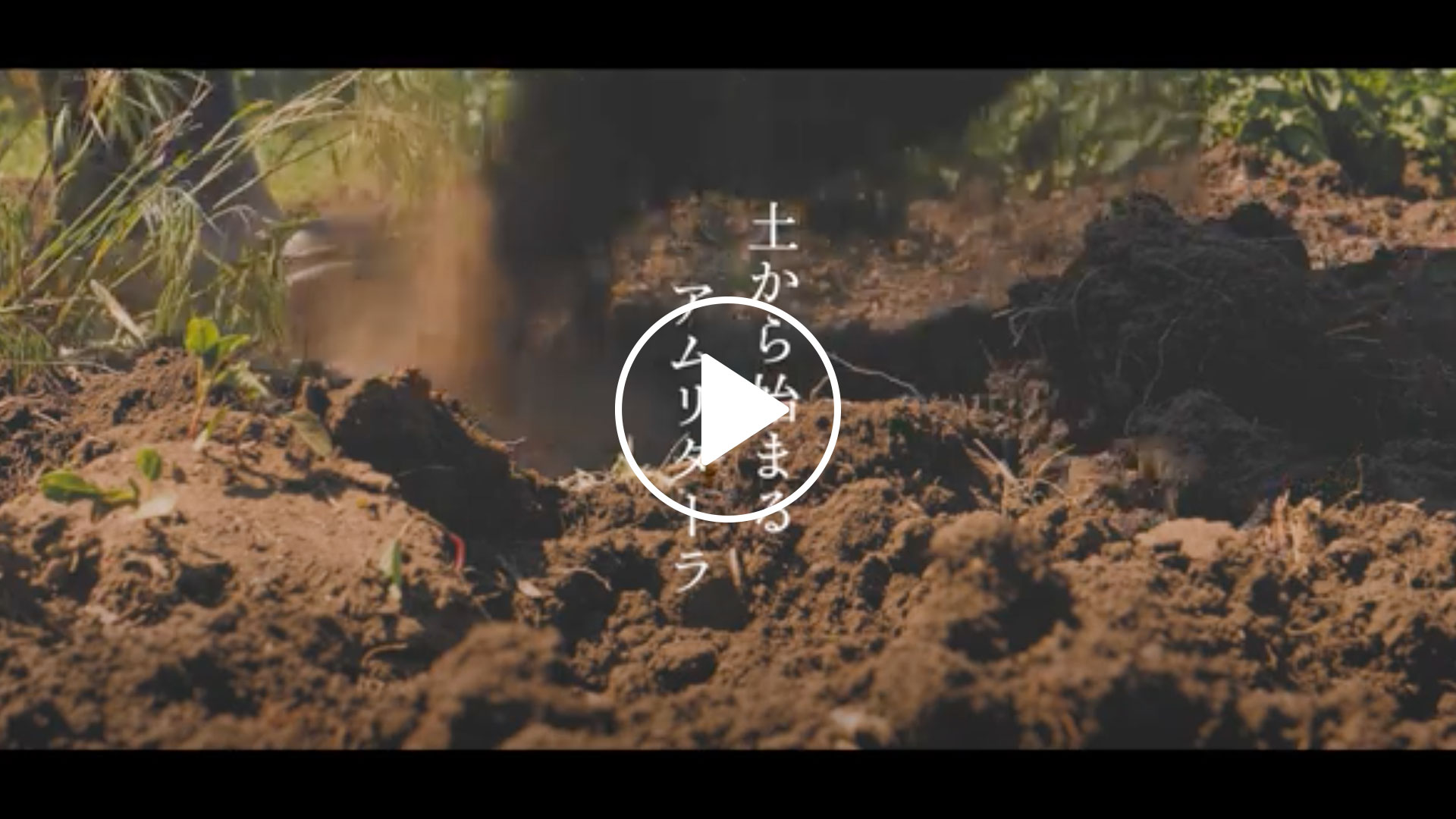 アムリターラ動画