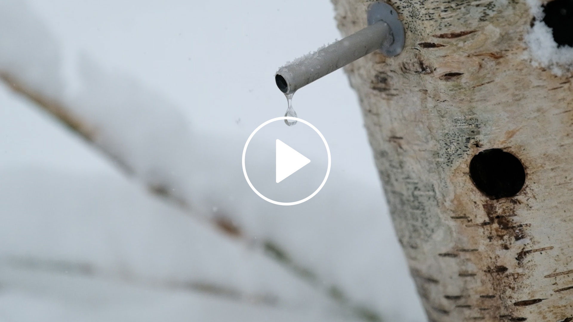 ホワイトバーチ動画