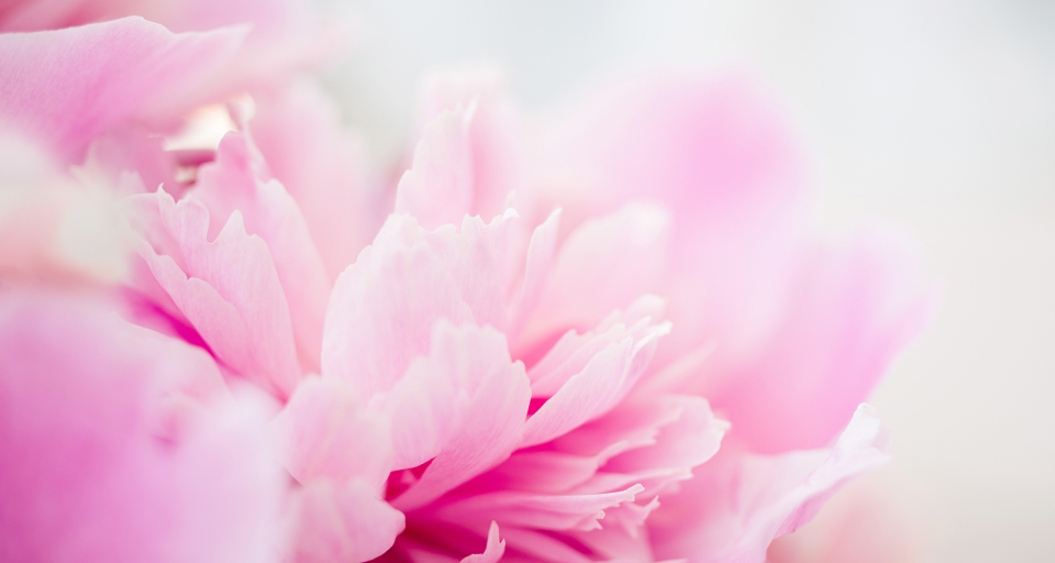 伊勢国に花開く、シャクヤク