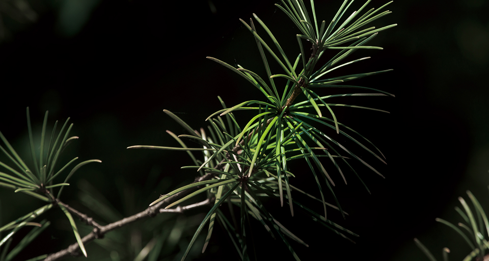 高野山に伝わる霊木、高野槇