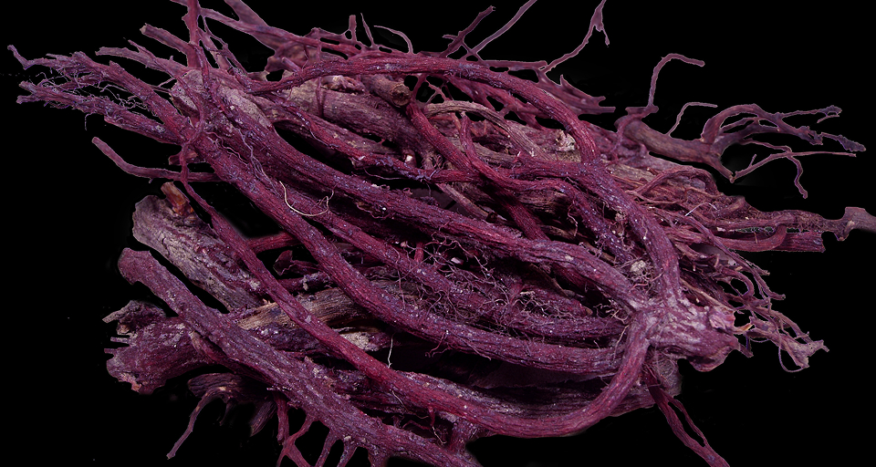 むらさき草の根、日本の紫根