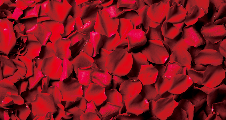 出雲神話に色づく薔薇、「さ姫」
